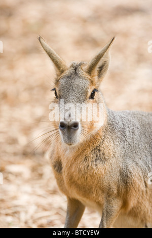 Patagonische Hasen oder Mara (Dolichotis Patagonum). Porträt. Stockfoto