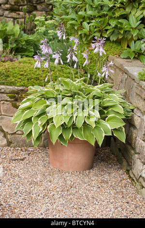 Hosta SP. Garten, Haus und Topf Pflanzen. Buntes Laub Vielfalt in Blüte. Stockfoto