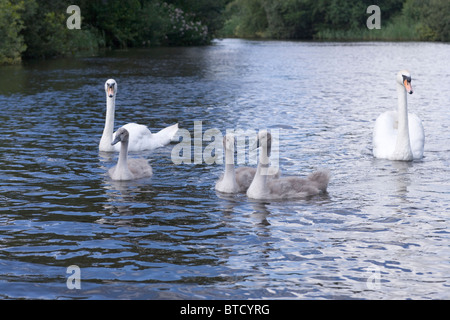 Höckerschwan (Cygnus Olor). Familie Cygnets geschätzt fünf Wochen alt. Fluss-Ant, Norfolk Broads. East Anglia, Großbritannien Stockfoto