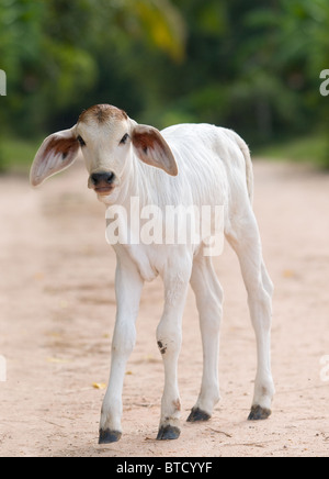 Niedlich, zwei Wochen alt, asiatische Kalb mit großen Ohren. Geringe Schärfentiefe mit Fokus auf den Kopf. Stockfoto