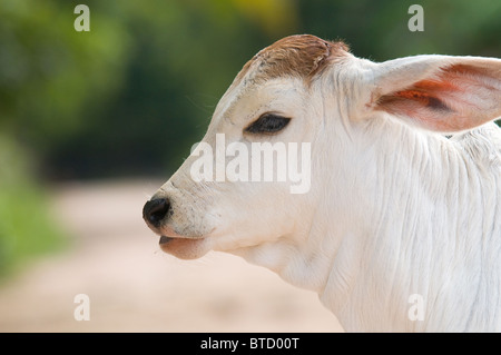 Niedlich, zwei Wochen alt, asiatische Kalb mit großen Ohren. Geringe Schärfentiefe mit den ganzen Kopf im Fokus. Stockfoto