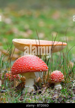 Fliegenpilz, Amanita Muscaria. Giftige Pilze. UK Stockfoto