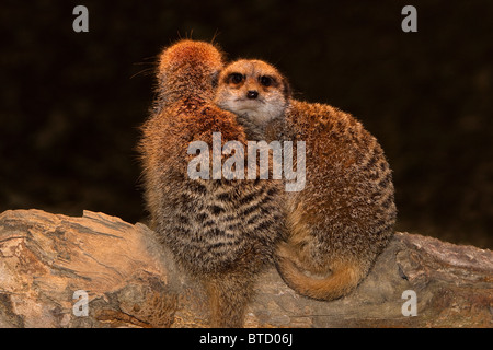 Erdmännchen (Suricata suricatta) Erdmännchen sitzend auf Log Stockfoto