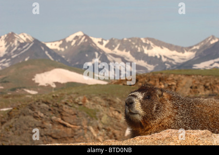 Ein bellied Marmot ruhen außerhalb seiner majestätischen Berg nach Hause in Colorado. Stockfoto