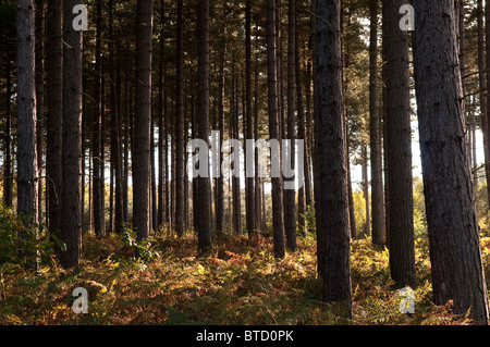 Forstwirtschaft-Kommission Plantage Wald in Sherwood Forest, Nottinghamshire, England, uk Stockfoto