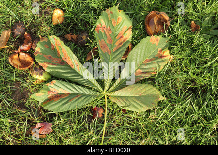 Herbst-Blatt vom Baum neben Conkers auf dem Rasen in der Nähe in die Höhe geschnellt gefallenen Stockfoto