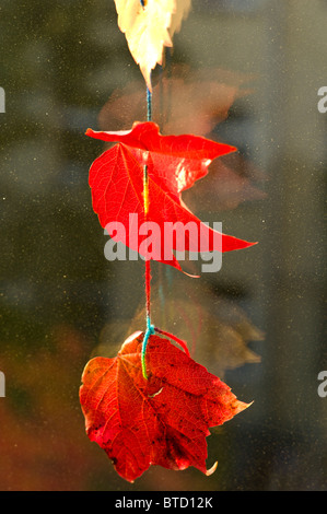 Rotes Laub an einem Faden hängen an einer Fensterscheibe als Herbst / Herbst Dekoration, München, Deutschland Stockfoto