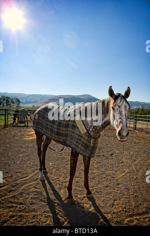 Ein graues Pferd in einem Paddock tragen eine Pferdedecke Stockfoto