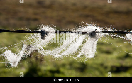 Schafwolle auf Stacheldrahtzaun gefangen. Stockfoto