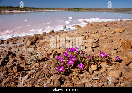 Wilde Blumen wachsen in der South Australian outback in der Nähe der Stadt Roxby Downs Stockfoto