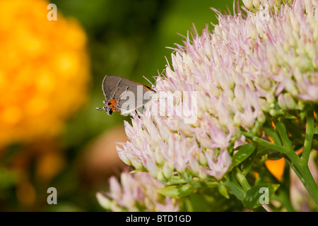 Östlichen Tailed blaue Schmetterling Nectaring auf Sedum Blume Stockfoto