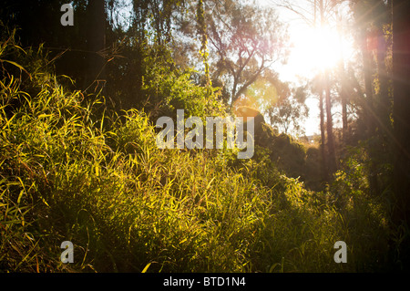 Wald-Einstellung mit Sonne durchströmen und Hervorhebung Bäume und Rasen Stockfoto