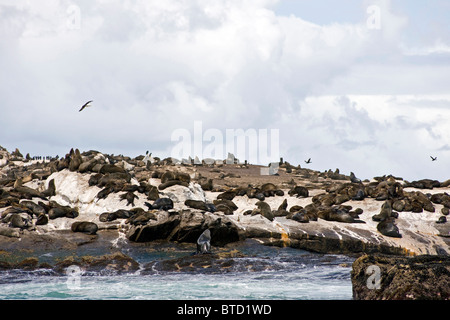 Robben auf Seal Island, False Bay, Western Cape, Südafrika Stockfoto