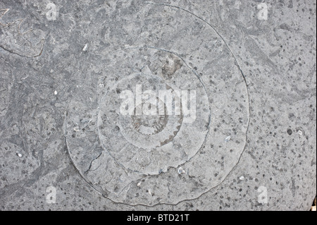 Ammonit Fossil in Felsen am Strand Stockfoto