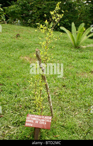 Kokapflanze aus dem Kokain besteht, Lancetilla Botanical Garden, Honduras. Stockfoto