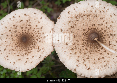 Parasol (Macrolepiota Procera) Pilze. Oktober, Norfolk. Kappen. Stockfoto