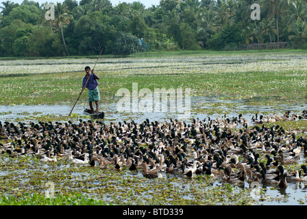 Mann in einem Boot Herden Enten aus dem Wasser auf den Reisfeldern für Mast, typisch Rückstau Szene, Kerala, Indien, Stockfoto