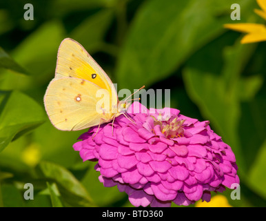 Gemeinsamen Schwefel Schmetterling Nectaring auf Zinnia Blume Stockfoto