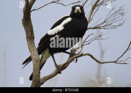 Australische Magpie (Gymnorhina Tibicen) thront auf einem Baum Stockfoto