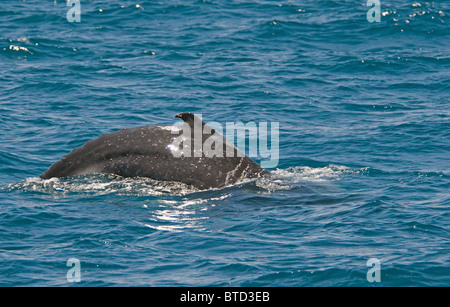 Der Name Bucklige beschreibt die Bewegung macht es, wie es wölbt sich den Rücken, der das Wasser in der Vorbereitung für einen Tauchgang. Stockfoto