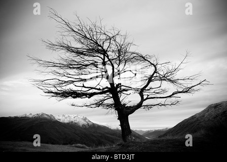 Ein Verwitterter Baum steht ohne Blätter auf einem Bergrücken Stockfoto