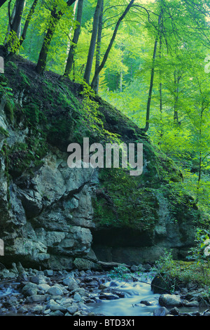 Fluss im Wald im Herbst Stockfoto