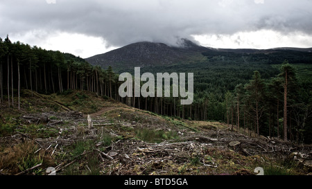 Offenen Hang in Queens Way Country Park, Dumfries & Galloway. Schottland Stockfoto