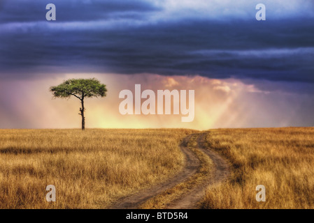 Spuren führen zu einsamer Baum auf den Ebenen der Masai Mara National Reserve. Sonnenstrahlen durchbrechen Gewitterwolken. Kenia Stockfoto