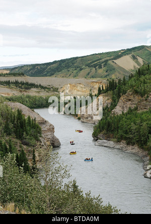 Blick auf eine Gruppe von Sparren aus Alaska Railroad, Nenana River Canyon nördlich von Denali Nationalpark, Alaska Stockfoto