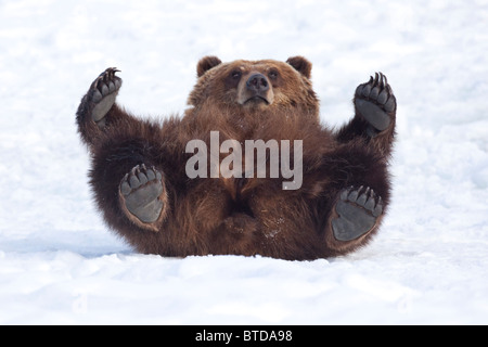 Eine Erwachsene weibliche Braunbären rollt im Schnee und schaut in Richtung Kamera während der Verlegung auf dem Rücken, Southcenttral Alaska, in Gefangenschaft Stockfoto