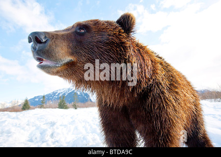 Nahaufnahme der Seite Ansicht Porträt einer Reifen Braunbär im Alaska Wildlife Conservation Center, Portage, Alaska, Winter, gefangen Stockfoto