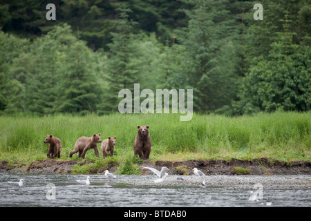 Braunbär Sau Spaziergänge entlang eines Baches mit drei jungen, Prinz-William-Sund, Chugach Mountains, Chugach National Forest, Alaska Stockfoto