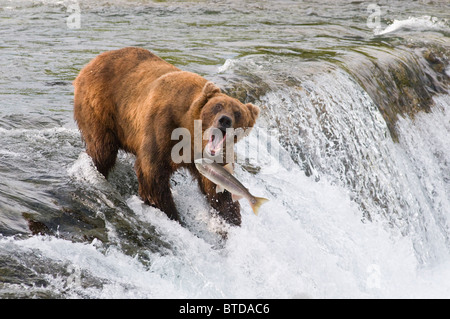 Erwachsene Braunbär-Fischerei auf Lachs an Spitze der Brooks Falls, Katmai Nationalpark, Südwest-Alaska, Sommer Stockfoto