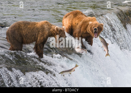 Drei Sockeye Lachse springen vor zwei Erwachsenen Braunbären stehen an der Spitze der Brooks Falls, Katmai Nationalpark, Alaska Stockfoto