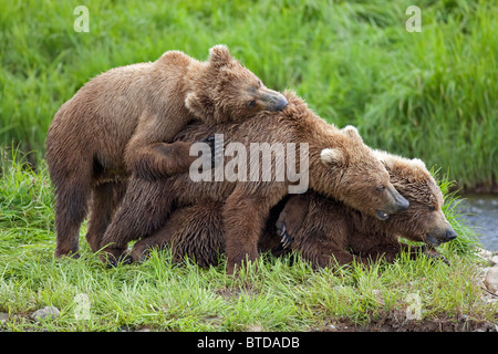 Zwei braune Bärenjungen kuscheln mit ihrer Mutter von Mikfit Creek, McNeil River State Game Sanctuary und Zuflucht, Alaska Stockfoto