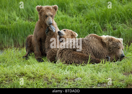 Zwei braune Bärenjungen kuscheln mit ihrer Mutter von Mikfit Creek, McNeil River State Game Sanctuary und Zuflucht, Alaska Stockfoto