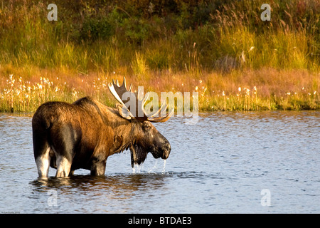 Einen großen Elchbullen watet durch Permafrost Teich im Denali National Park in der Nähe von Wonder Lake, innen Alaska, Herbst Stockfoto