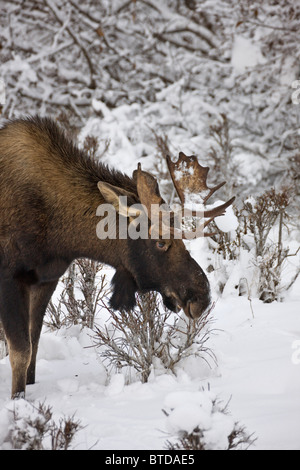 Junger Stier Elch grasen unter verschneiten Laub in der Nähe von Kincaid Park in Anchorage, Alaska Yunan, Winter Stockfoto