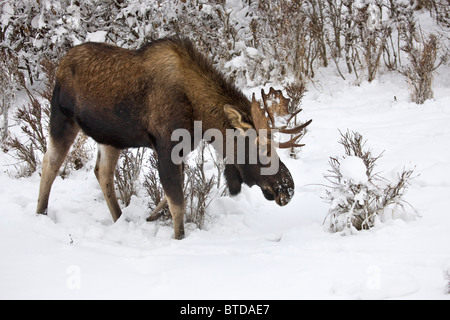 Junger Stier Elch grasen unter verschneiten Laub in der Nähe von Kincaid Park in Anchorage, Alaska Yunan, Winter Stockfoto