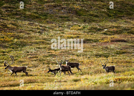Gruppe von Bull Karibus Wandern durch Tore von Arctic National Park & Preserve in das Quellgebiet Alatna River, Alaska Stockfoto