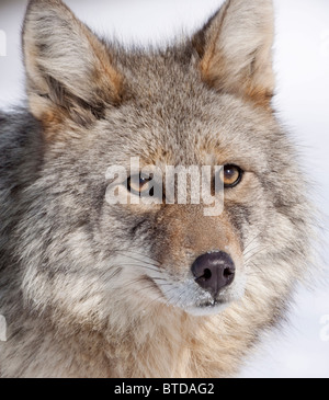 Porträt von einem wilden Kojoten in der Nähe von Alaska Wildlife Conservation Center, Yunan Alaska, Winter Stockfoto