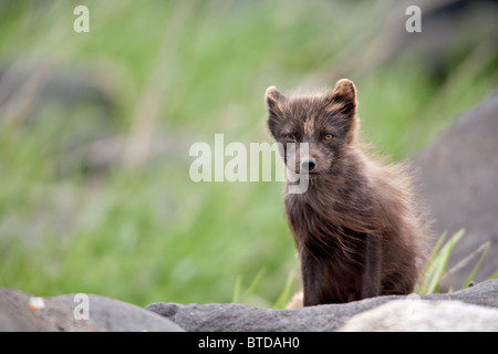 Polarfuchs im blauen Phase stehen auf Felsen im Wind, südwestlichen Alaska, Beringsee, Pribilof Inseln, Saint-Paul-Insel, Stockfoto