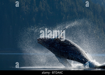 Buckelwal Verletzung in den Gewässern der Inside Passage, südöstlichen Alaska, Sommer Stockfoto