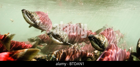 Sockeye Lachs am laichen Gelände in Power Creek, Copper River Delta, Prince William Sound, Alaska Stockfoto