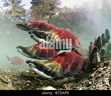 Ältere männliche Rotlachse auf Laichgründe, Power Creek, Copper River Delta, Prinz-William-Sund, Yunan Alaska Stockfoto