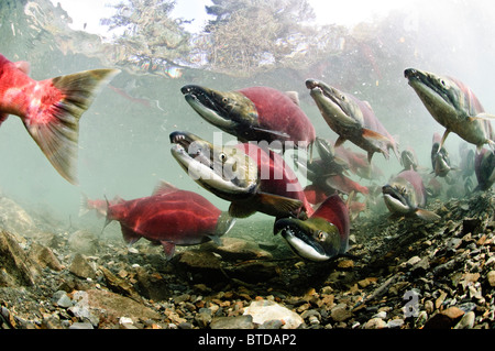 Ältere männliche Rotlachse auf Laichgründe, Power Creek, Copper River Delta, Prinz-William-Sund, Yunan Alaska Stockfoto