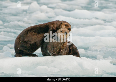 Blick auf zwei Seeotter umarmen in der Nähe von Harvard Gletscher, Prinz-William-Sund, Yunan Alaska, Sommer Stockfoto