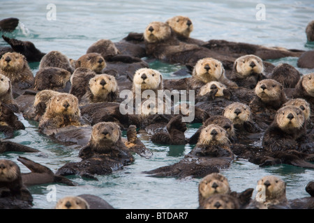 Blick auf Sea Otter Schwimmen im Prince William Sound, Alaska, Yunan, Herbst Stockfoto