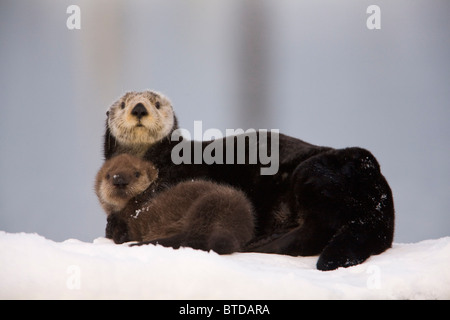 Weiblich-Sea Otter holte auf einem Schnee-Hügel mit neugeborenen Welpen, Prince William Sound, Alaska, Yunan, Winter Stockfoto