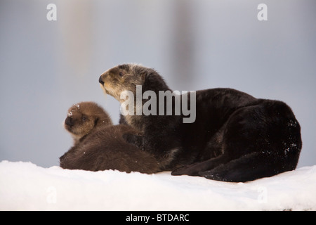 Weiblich-Sea Otter holte auf einem Schnee-Hügel mit neugeborenen Welpen, Prince William Sound, Alaska, Yunan, Winter Stockfoto